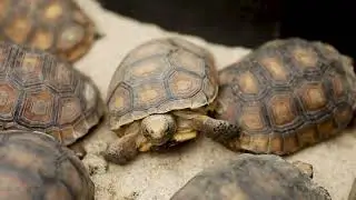 Gopher Tortoise Release at Camp Shelby Joint Forces Training Center