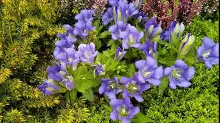 Gentiana scabra &lsquo;Luis Easy Blue&rsquo;