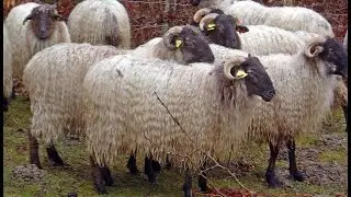 La Raza Lacha cara negra. Navarra