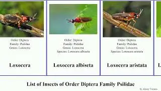 List of Insects of Order Diptera Family Psilidae psila loxocera fly sylvatica pectoralis lateralis