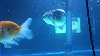 My pet ponyo and sosuke #rancho #Fish