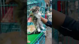 All cat for sale in Mumbai #cat