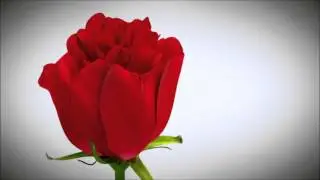 Blooming Rose Animation