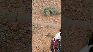 You can walk the 