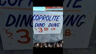 #dinosaur #poop at Jim Gray's Petrified Wood Co #holbrook #az #ytshorts #music #minerals #unique