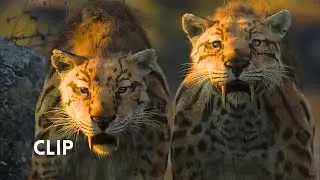 Life on Our Planet : Opening Scene : Smile 🙂
