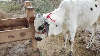 Malik goats & cattle farm  is live! #funny