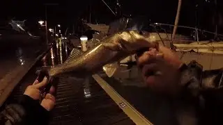 p&ecirc;che loups leurre  de nuit dans les ports - m&eacute;diterran&eacute;e novembre 2018