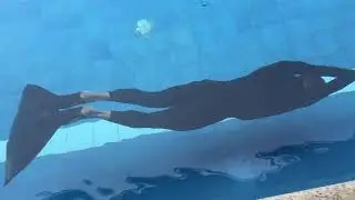 Viktor Reshetniak DYN Dynamic With Monofin 207 m training dive.