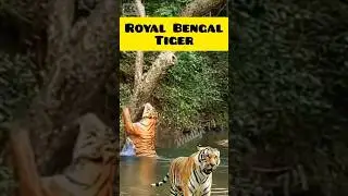 INCREDIBLE wildlife footage of Bengal Tiger caught on camera 😮🎥 #shorts #tiger #reels