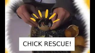 Chick Rescue! | Hatching Chicks 2022