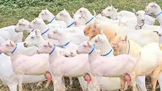Today Update Pure Russian Teddy Pregnant Goat | Teddy Goat Farming In Pakistan | 14 January 2026 