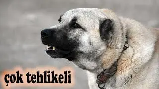 haov haov kangal k&ouml;peği havlama