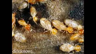 Michael's Pest Control Lebanon OH 45036-2188