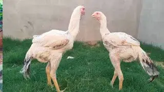 Parrot beak Shamo Asil