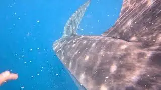 Close up with a gentle giant whale shark #cebu #Philippines #whalesharks #travel #snorkeling