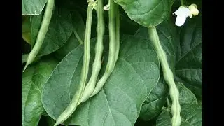 Kentucky Wonder Pole Beans Grown in a Cage.