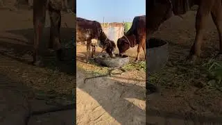 cobrasaaptv thrilling snake videos with real wild moments Saap wali video