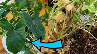 How to Save Syngonium from dying