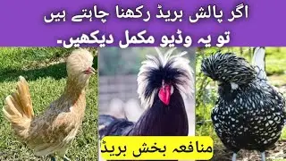 Benefits of Polish Breed. Eggs,chicks and breeder #chicken #roosterfarm #chickenfarming #fancyhens