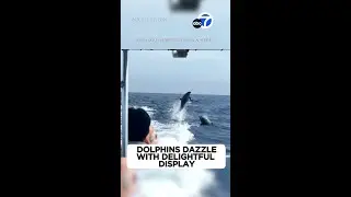 Marine biologists say this is rare behavior for bottlenose dolphins