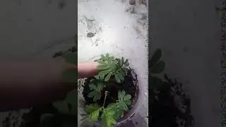 Mimosa Pudica seeds from aliexpress are not fake