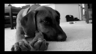Rhodesian Ridgeback, Puppy, Dog, This Old Tent, Were You Changed?