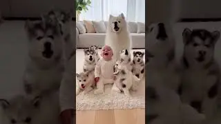 Baby Says &ldquo;Awoo&rdquo; & Huskies + Samoyed Join a Fluffy Concert🙊 #funnybaby #husky 😱