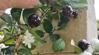 frutífera produzindo em vaso grumixama anã maçã jabuticaba cajá  impermeabilização da laje funciona