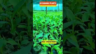 Tishu culture Banana plants || GG9 Banana plants || New verity Banana podha #kela #banana #tishukela