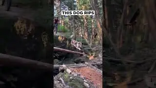 Moka the trail dog tows in Jono Lo on the hill MTB