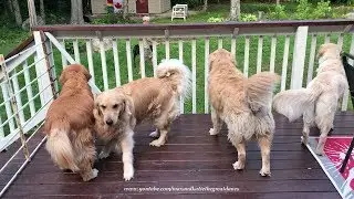 Great Dane Enjoys Vacation Visit with Four Golden Retrievers