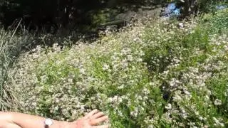California Buckwheat - Eriogonum Fasciculatum