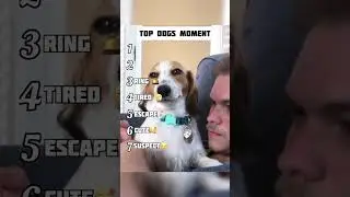 Funniest Dog Moments Ever! 😂🐶 #Shorts #FunnyDogs #DogShorts