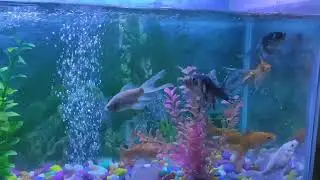 Our aquarium... On Avi's demand...
