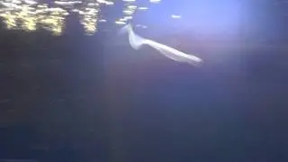 Ecogear Paramax Lure In Action!