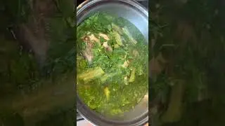 healthy green leafy malunggay leaves for dinner