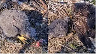 NEFL Eagles ~ NE33 Practising Self Feeding! Gabby Arrives & Gives NE33 A Private Feeding &hearts;  1.27.26
