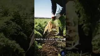 Satisfying Carrot Harvesting 🥕✨ | AI Farming Visuals #relaxing @AIVERA-z9x