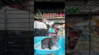 بازی گربه های شیطون#cats #dog #animal #pet #doctor #dogs #dogs #love #lovestatus #lovestory