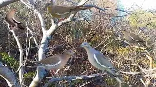 Caseria de palomas con escopeta calibre 16 un hermoso paisaje like y Suscribete gracias