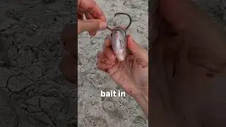 Превращаем пескаря в МОНСТРА #рыбалка