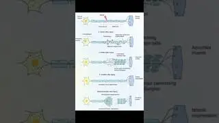 Stages of Peripheral Nerve Injury and Regeneration #physiology #brain #cns