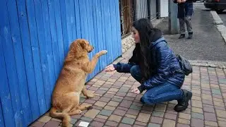 I Never Expected This from Stray Dog. Watch What Happend