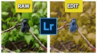 Xylocopa Latipes ( Black Insect ) Carpenter Bee on a Stick Photo Editing in Lightroom Mobile |