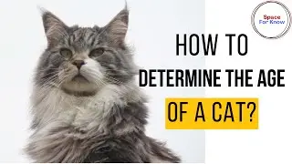 How to Determine The Age of a Cat?