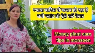 Money Plant Care Tips for the Rainy Season👩&zwj;🌾🪴🌿||#yt#geetvibes11#yt#youtube #viral #ytshorts#asmr