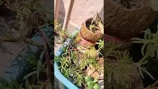 🌿🌿🌿Old Broken Basket Turned Into Mini Garden 😍 | Easy Landscape DIY at Home