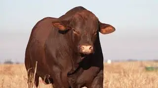 18-0477 OW | Africa Droughtmaster Bull