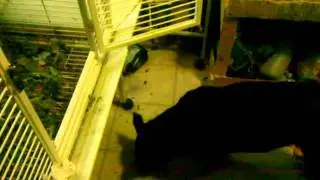 Bird feeds dog